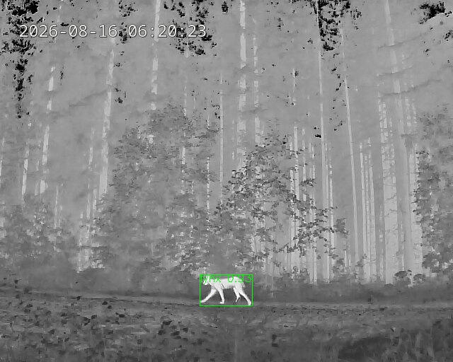 Moose in thermal