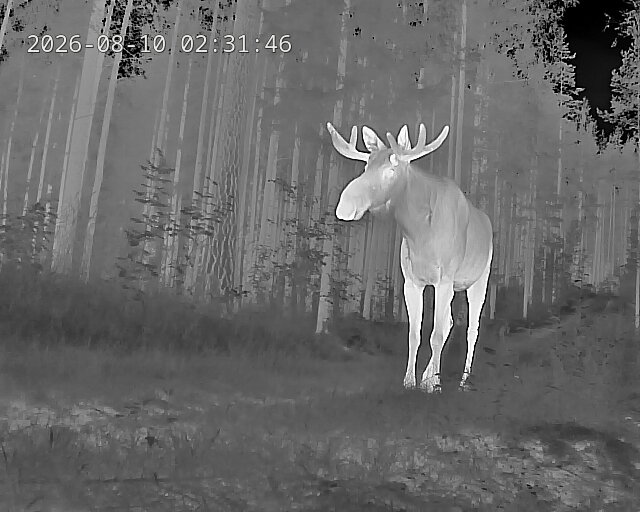 Moose in thermal